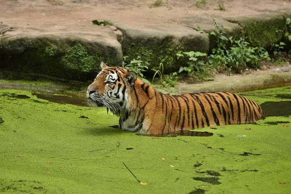 Сибирский Тигр Panthera Tigris Altaica Красивое Дикое Животное Неволе — стоковое фото