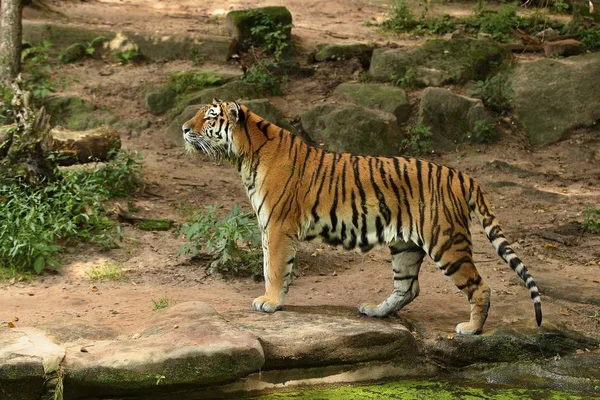 Siberische Tijger Panthera Tigris Altaica Mooie Wild Dier Gevangenschap — Stockfoto