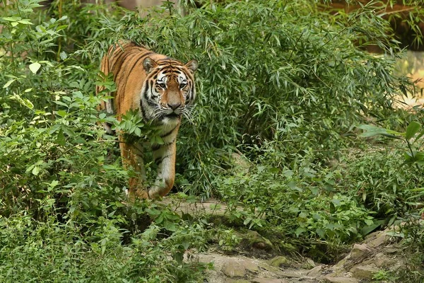 Szibériai Tigris Panthera Tigris Altaica Szép Vad Állat Fogságban — Stock Fotó