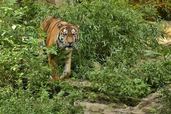 Tigre Branco Na Floresta. Cena Da Vida Selvagem. 3d Rendering. Imagem e  Fotografia Gratuitas 200023970.