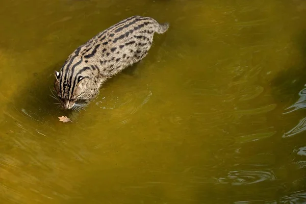 Beautiful Elusive Fishing Cat Nature Habitat — Stock Photo, Image