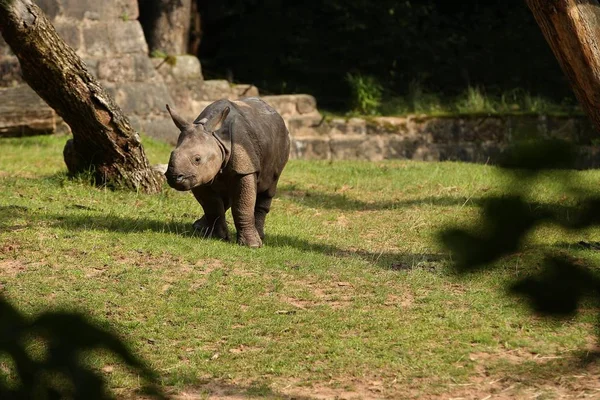 Indiase Neushoorn Prachtige Natuur Zoek Habitat — Stockfoto