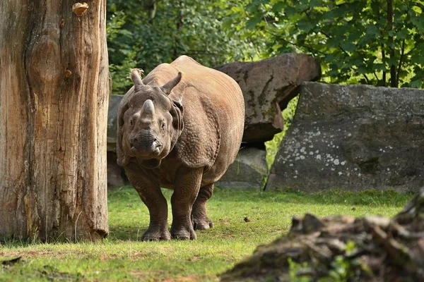 Индийский Носорог Красивой Природе Глядя Среды Обитания — стоковое фото