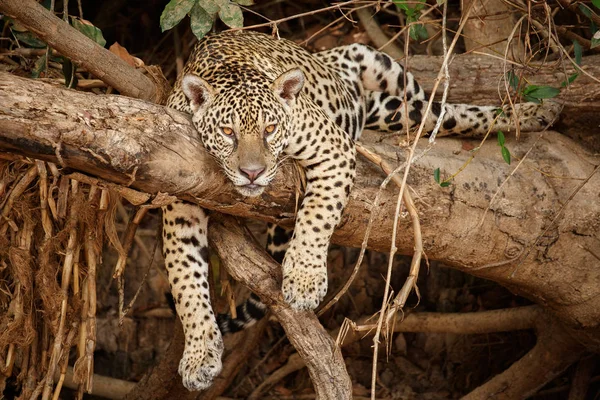 Θηλυκό Αμερικανική Jaguar Ξαπλωμένος Ξηρή Δέντρο — Φωτογραφία Αρχείου
