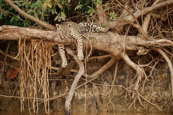 Американський Jaguar Жінка Лежить Сухе Дерево — стокове фото