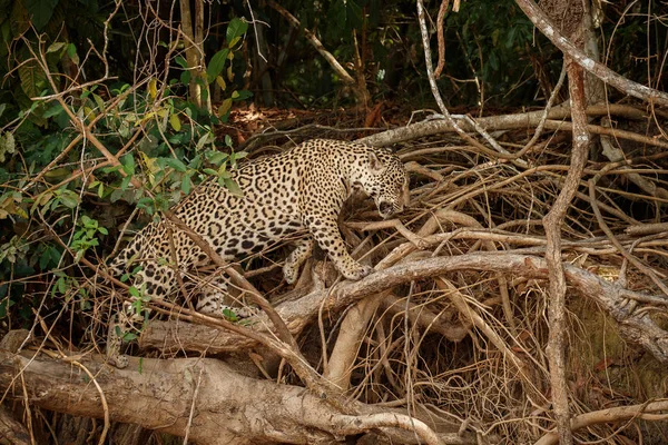 Jaguar Americano Hembra Caminando Sobre Árboles Secos Hábitat Natural — Foto de Stock