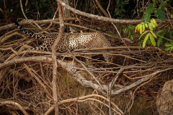 Jaguár Americký Žena Chůze Suché Stromy Přírodní Stanoviště — Stock fotografie