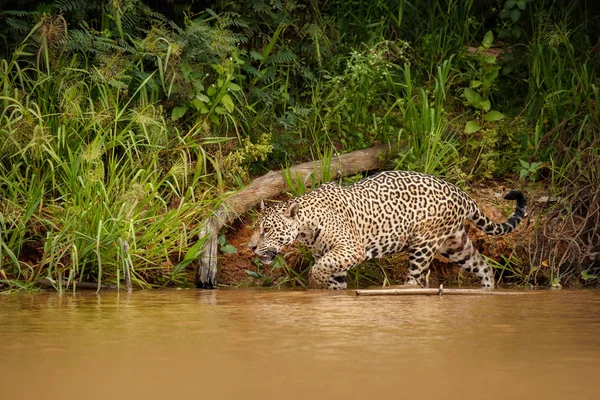 American Jaguar Walking Forest River — Stock Photo, Image