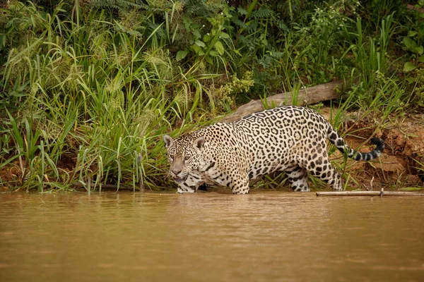 Amerikan Jaguar Orman Nehir Kıyısında Yürüyüş — Stok fotoğraf