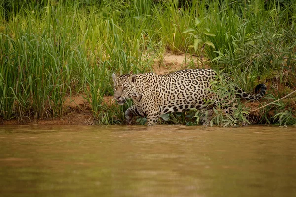 American Jaguar Walking Lake Nature Habitat — Stock Photo, Image