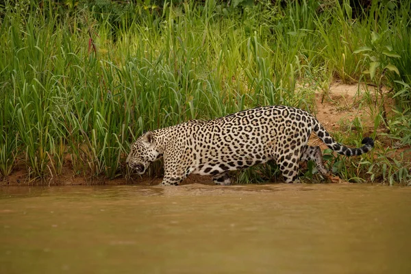 American Jaguar Walking Lake Nature Habitat — Stock Photo, Image