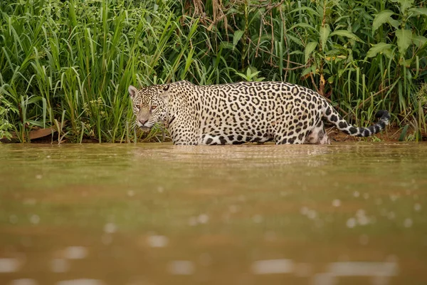 Amerikan Jaguar Gölde Doğa Yaşam Yürüyüş — Stok fotoğraf