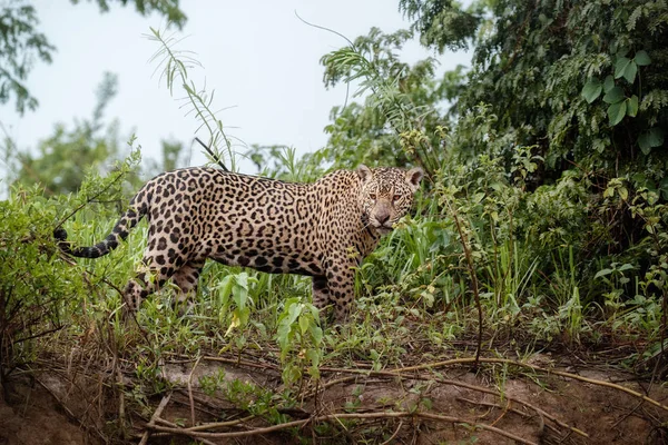 Yeşil Orman Doğa Yaşam Alanı Içinde Amerikan Jaguar — Stok fotoğraf