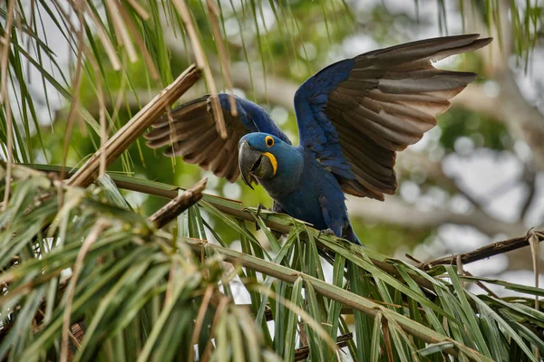 Nahaufnahme Eines Hyazinthen Ara Vogels Auf Einer Grünen Palme Natürlichen — Stockfoto