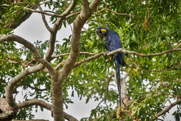 Hyacinth Macaw Gröna Palm Naturen Livsmiljö — Stockfoto