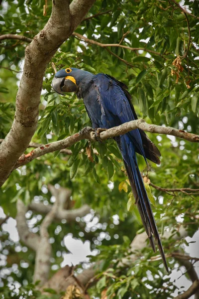hyacinth macaw on green palm tree in nature habitat