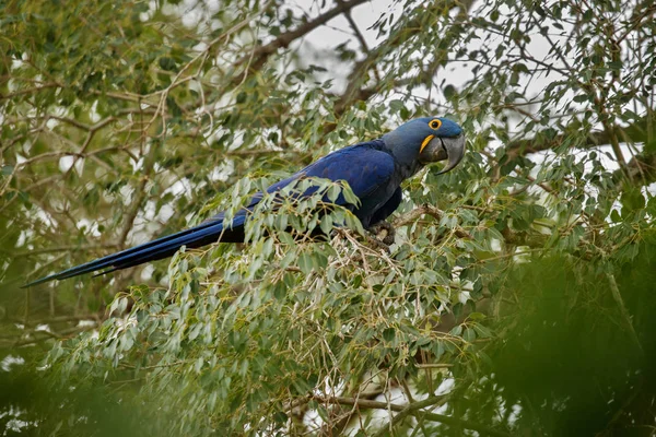 Vilda Brasil Hyacinth Macaw Naturen Livsmiljö — Stockfoto