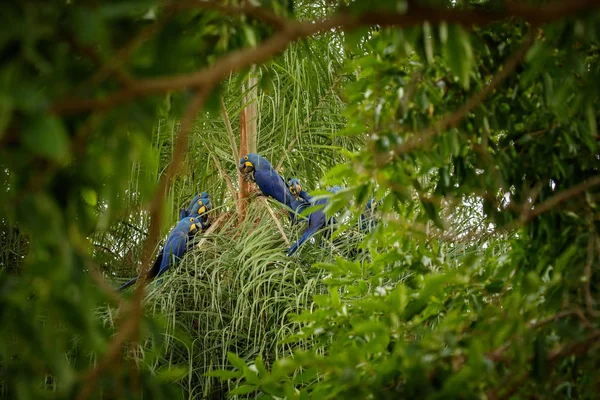 Jacinto Guacamayo Pájaros Sentados Árbol Hábitat Natural —  Fotos de Stock