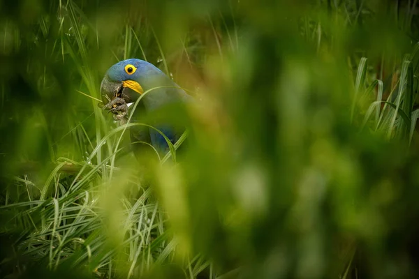 Vilda Brasil Hyacinth Macaw Naturen Livsmiljö — Stockfoto