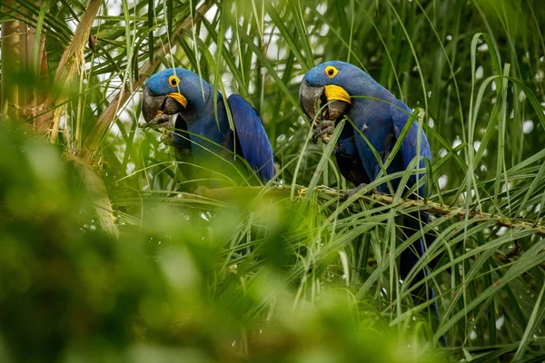 hyacinth macaw birds sitting on tree in nature habitat