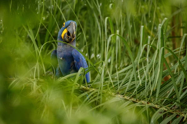 Hyacinth Macaw Sitter Gröna Träd — Stockfoto