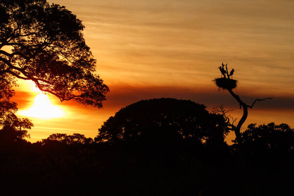 Beautiful red sunset in the brazilian Pantanal with jabiru nest on background.