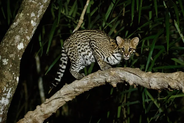 Rare Ocelot Dans Nuit Jungle Brésilienne Brésil Sauvage — Photo