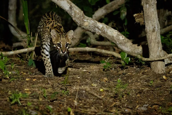 Рідкісні Чоловічого Ocelot Природі Хабітат Дикі Бразилії — стокове фото