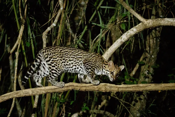 Belle Ocelot Mâle Marchant Sur Arbre — Photo