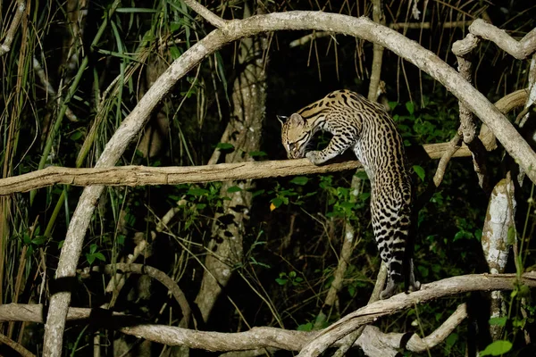 Belle Ocelot Mâle Marchant Sur Arbre — Photo