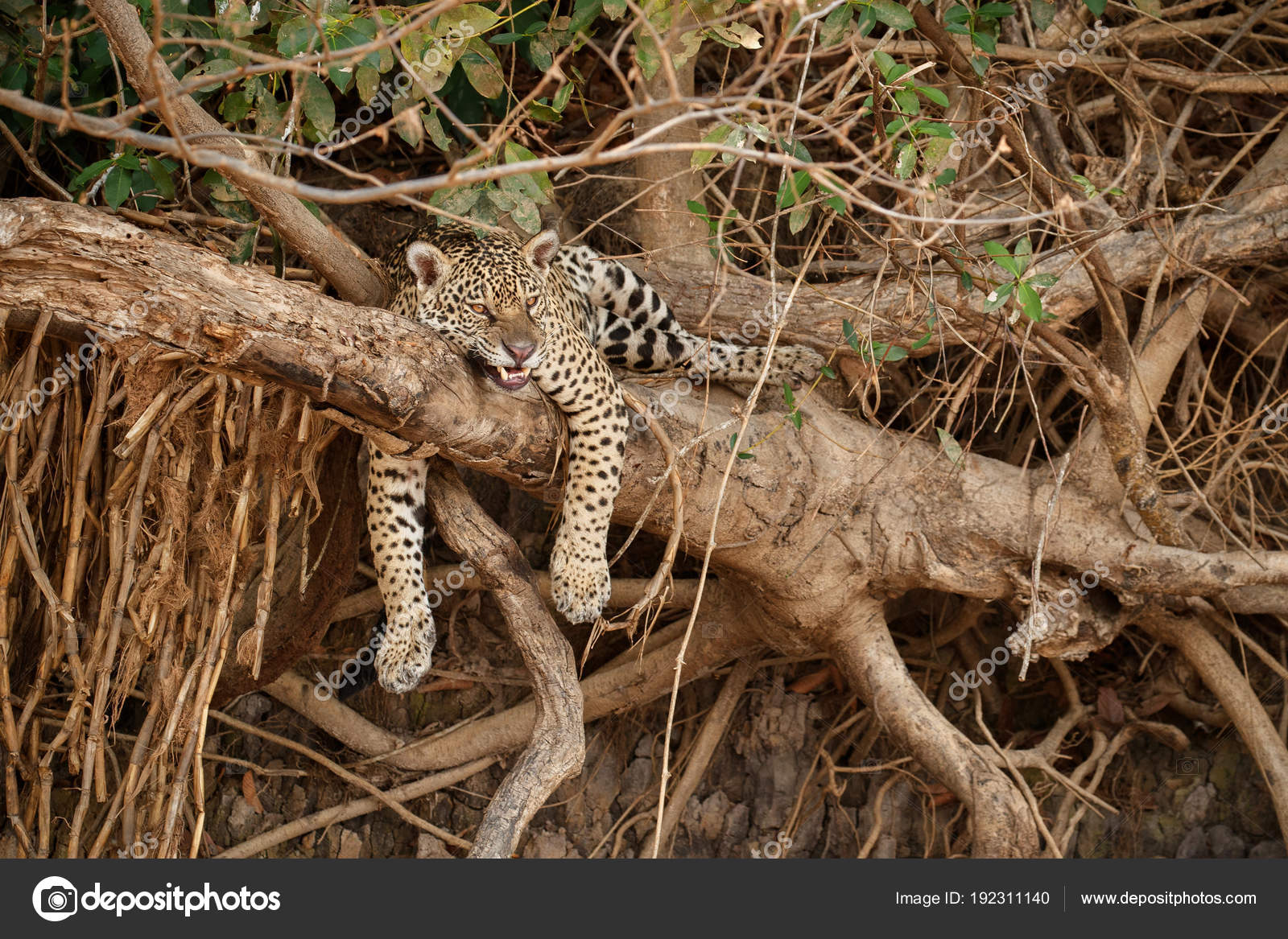 American Jaguar Resting Nature Habitat — Stock Photo © Photocech 192311140