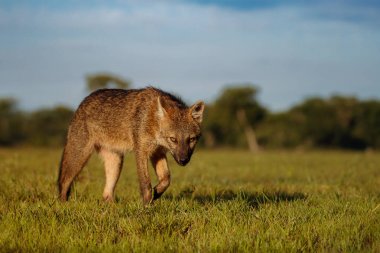 Vahşi Yengeç Fox Brezilyalı pantanal yeme