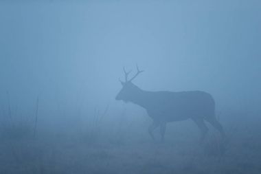 Puslu sabah sırasında doğa ortamlarında sambar geyiği. Puslu sabah Hindistan. Rusa tek renkli.