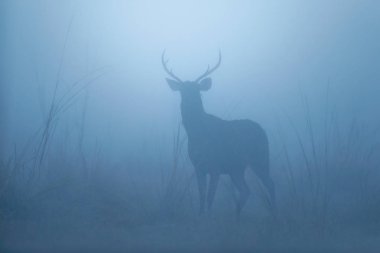 Sambar deer in nature habitat during misty morning. Misty morning in India. Rusa unicolor. clipart