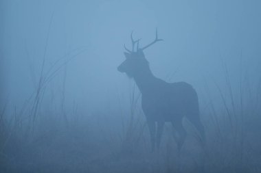Sambar deer in nature habitat during misty morning. Misty morning in India. Rusa unicolor. clipart