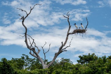 Jabiru leylek yuvası Brezilyalı Pantanal kuru ağaç üzerinde yüksek üzerinde.