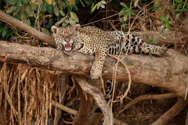 Amerikan jaguar doğa ortamında dinlenme