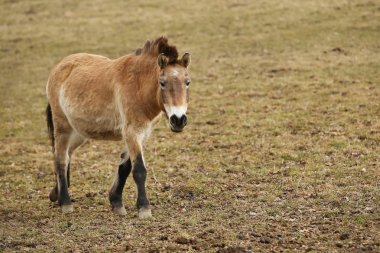 Sonbahar süre içinde doğa ortamlarında Przewalski'nın at