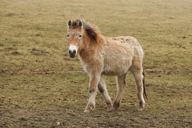 Sonbahar süre içinde doğa ortamlarında Przewalski'nın at