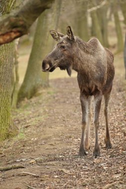 Sonbahar ormandaki, tam uzunlukta Avrasya elk