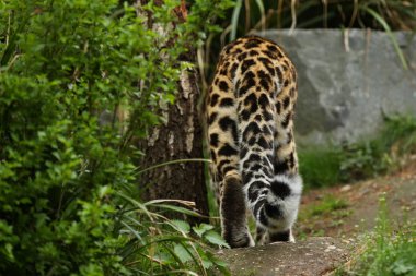 Nesli tükenmekte olan amur leoparı yeşil orman, arkadan görünüm yürüyüş