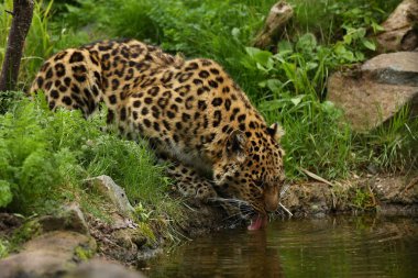 Nesli tükenmekte olan amur leoparı yeşil ormandaki nehir su içme 