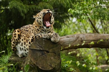 ağaç gövdesi yeşil orman içinde yatan esneme amur leoparı 