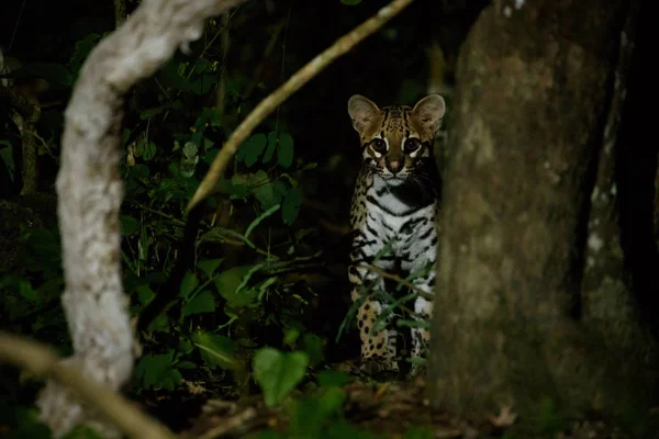 Ocelot Dans Nuit Des Arbres Jungle Brésiliens — Photo