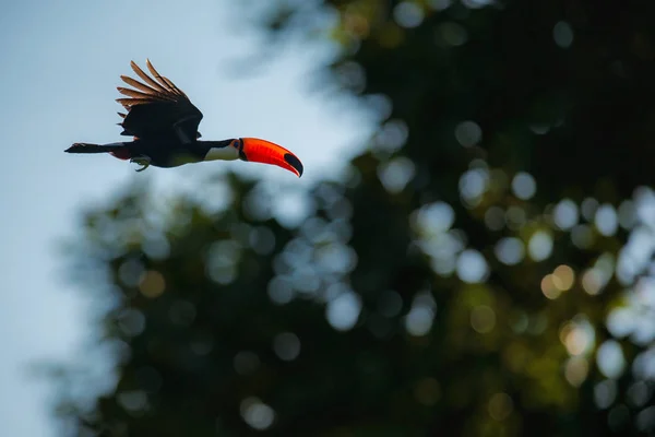 Tropischer Vogel Mit Rotem Schnabel Fliegt Dschungel — Stockfoto