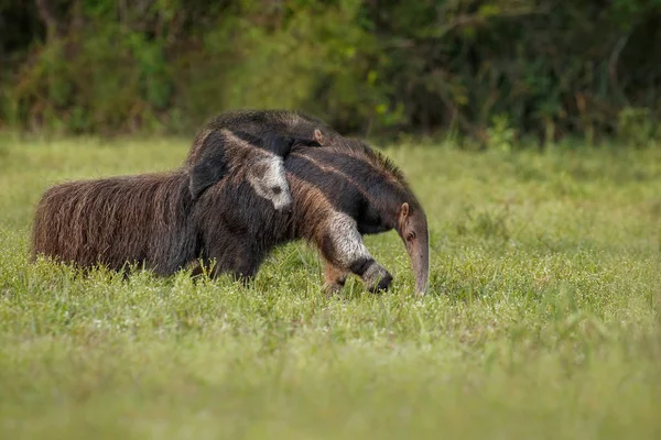 Fourmilière Sauvage Avec Bébé Marchant Dans Habitat Naturel — Photo