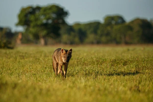 Vilda Maikong Naturen Livsmiljö Fantastiskt Kvällsljus Naturen Sydamerikanska Djur Cerdocyon — Stockfoto