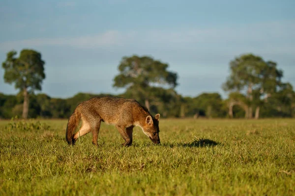 Maikong Sauvage Dans Habitat Naturel Magnifique Lumière Soir Dans Nature — Photo