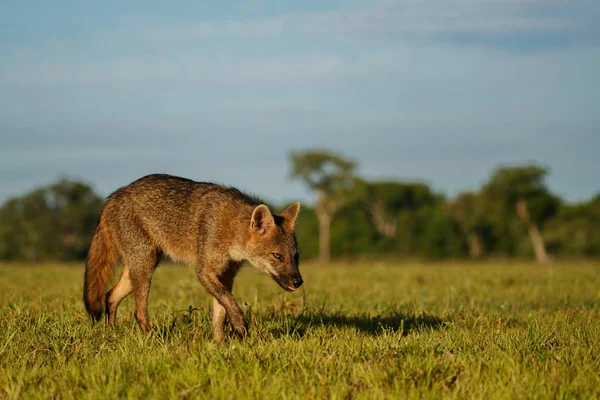 Vilda Krabba Äta Fox Brasilianska Pantanal — Stockfoto