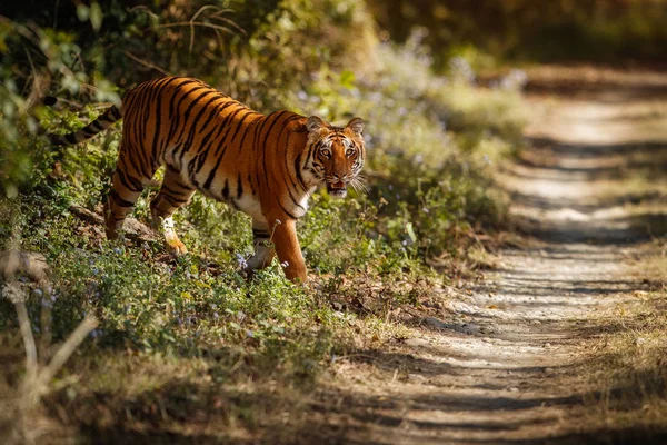 Royal Bengal Tiger Vackra Gyllene Bakgrund — Stockfoto